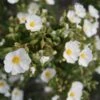 Cistus Monspeliensis - Ciste De Montpellier -Naturelle Boutique Cistus monspeliensis 7527 1