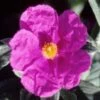 Cistus Pulverulentus Sunset - Ciste Pulvérulent 1 Cistus Pulverulentus Sunset - Ciste Pulvérulent -Naturelle Boutique Cistus pulverulentus Sunset 7901 1