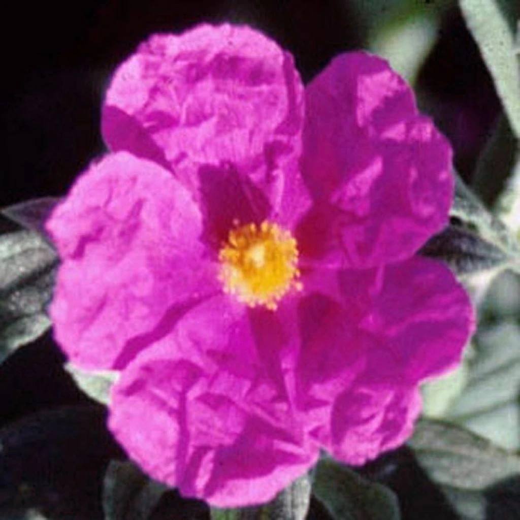 Cistus Pulverulentus Sunset - Ciste Pulvérulent 3 Cistus Pulverulentus Sunset - Ciste Pulvérulent