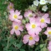 Ciste Silver Pink - Cistus Argenteus -Naturelle Boutique Cistus silver pink 87806 1