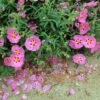 Cistus Purpureus Betty Taudevin - Ciste Pourpre 2 Cistus Purpureus Betty Taudevin - Ciste Pourpre -Naturelle Boutique Cistus x purpureus Betty Taudevin 100248 1