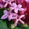Clerodendrum Bungei - Clérodendron De Bunge -Naturelle Boutique Clerodendron Bungei 7532 1