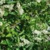 Clethra Alnifolia -Naturelle Boutique Clethra alnifolia 781577 1