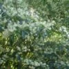 Clethra Barbinervis 2 Clethra Barbinervis -Naturelle Boutique Clethra barbinervis2 ld Clivid 781579 1