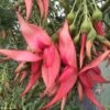 Clianthus Puniceus Flamingo - Pince De Homard 2 Clianthus Puniceus Flamingo - Pince De Homard -Naturelle Boutique Clianthus puniceus Flamingo 85289 1