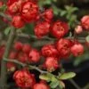 Cognassier Du Japon Red Joy - Chaenomeles Superba -Naturelle Boutique Cognassier superba red joy 9566 1