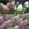 Collection Hortensias Paniculata -Naturelle Boutique Collection Hortensias Paniculatas 67850 1