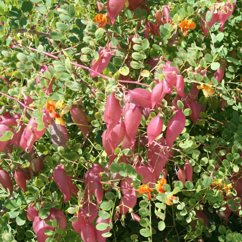 Colutea Media Copper Beauty - Baguenaudier, Arbre à Vessies 2 Colutea Media Copper Beauty - Baguenaudier, Arbre à Vessies