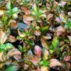 Coprosma Evening Glow 2 Coprosma Evening Glow -Naturelle Boutique Coprosma Evening Glow 83276 1