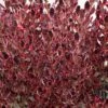 Coprosma Pacific Dawn -Naturelle Boutique Coprosma Pacific Dawn 88788 1