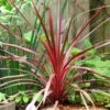 Cordyline Australis Cherry Sensation -Naturelle Boutique Cordyline australis Cherry Sensation 1004552 1