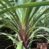 Cordyline Australis Peko -Naturelle Boutique Cordyline australis Peko copyright 8998111 1
