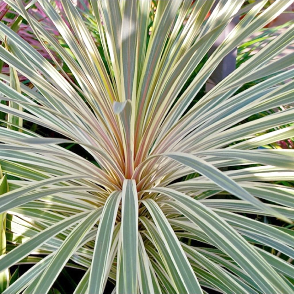Cordyline Australis Pink Champagne 3 Cordyline Australis Pink Champagne