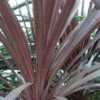 Cordyline Australis Red Star -Naturelle Boutique Cordyline australis Red Star 7900 1