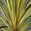 Cordyline Australis Torbay Dazzler