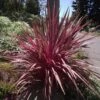 Cordyline Banksii Electric Pink -Naturelle Boutique Cordyline banksii Electric Pink 100458 1