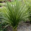 Cordyline Indivisa -Naturelle Boutique Cordyline indivisa v 7219 1