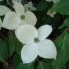 Cornus Eddie's White Wonder - Cornouiller Hybride. -Naturelle Boutique Cornus Eddie s White Wonder 83894 1