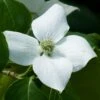 Cornus Kousa China Girl - Cornouiller Du Japon Blanc -Naturelle Boutique Cornus Kousa China Girl 7864 1