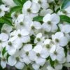 Cornus Angustata Empress Of China - Cornouiller Chinois -Naturelle Boutique Cornus angustata Empress of China 83731 1