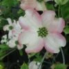 Cornus Florida Cherokee Chief - Cornouiller D'Amerique -Naturelle Boutique Cornus florida Cherokee Chief 84008 1