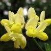 Coronille - Coronilla Valentina Subsp. Glauca Citrina 2 Coronille - Coronilla Valentina Subsp. Glauca Citrina -Naturelle Boutique Coronilla valentina subsp glauca Citrina 82796 1