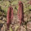 Noisetier Tortueux Pourpre - Corylus Avellana Red Majestic -Naturelle Boutique Corylus red majestic copyright sapho 7625 1