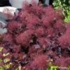 Cotinus Coggygria Dusky Maiden - Arbre à Perruques 2 Cotinus Coggygria Dusky Maiden - Arbre à Perruques -Naturelle Boutique Cotinus coggygria Dusky Maiden 781666 1 1