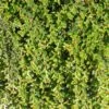 Cotoneaster Adpressus - Cotonéaster Rampant. -Naturelle Boutique Cotoneaster adpressus 84025 1