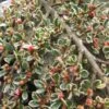 Cotoneaster Horizontalis Variegatus - Cotonéaster Rampant -Naturelle Boutique Cotoneaster horizontalis Variegatus ld wallygrom 781586 1