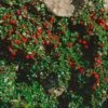 Cotoneaster Procumbens Streibs Findling - Cotonéaster Rampant 2 Cotoneaster Procumbens Streibs Findling - Cotonéaster Rampant -Naturelle Boutique Cotoneaster procumbens Streibs Findling 87474 1