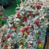Cotoneaster Suecicus Juliette -Naturelle Boutique Cotoneaster suecicus Juliette 87231 1