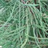 Cèdre Du Japon Araucarioides - Cryptomeria Japonica 1 Cèdre Du Japon Araucarioides - Cryptomeria Japonica -Naturelle Boutique Cryptomeria japonica Araucarioides 87744 1