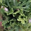 Cèdre Du Japon Cristata - Cryptomeria Japonica 1 Cèdre Du Japon Cristata - Cryptomeria Japonica -Naturelle Boutique Cryptomeria japonica Cristata 87747 1