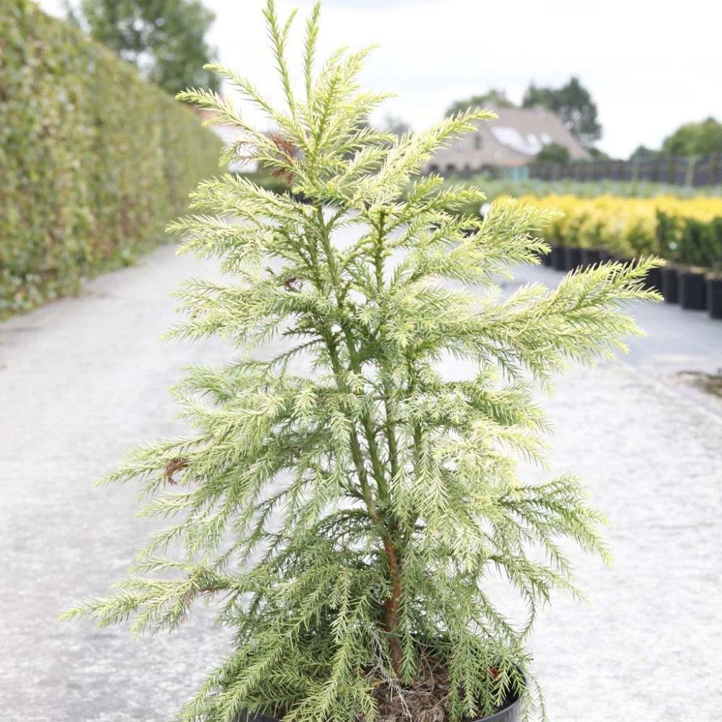 Cryptomeria Japonica Sekkan Sugi 3 Cryptomeria Japonica Sekkan Sugi
