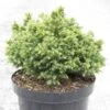 Cryptomeria Japonica Vilmoriniana -Naturelle Boutique Cryptomeria japonica Vilmoriniana 84032 1
