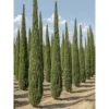 Cupressus Sempervirens Garda - Cyprès D'Italie, De Provence -Naturelle Boutique Cupressus sempervirens Garda 1004842 1