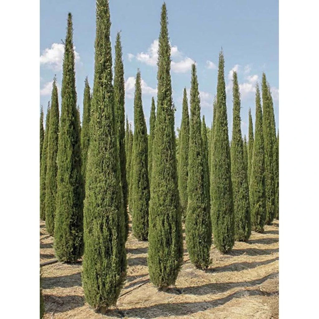 Cupressus Sempervirens Garda - Cyprès D'Italie, De Provence 3 Cupressus Sempervirens Garda - Cyprès D'Italie, De Provence
