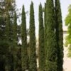 Cupressus Sempervirens Stricta - Cyprès D'Italie 2 Cupressus Sempervirens Stricta - Cyprès D'Italie -Naturelle Boutique Cupressus sempervirens Stricta 83283 1