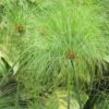 Cyperus Papyrus - Papyrus -Naturelle Boutique Cyperus papyrus 83287 1
