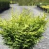 Cyprès Hinoki Du Japon - Chamaecyparis Obtusa Lucas 2 Cyprès Hinoki Du Japon - Chamaecyparis Obtusa Lucas -Naturelle Boutique Cypres hinoki du Japon Chamaecyparis obtusa Lucas IF 1002451 1
