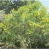 Genêt Ananas - Cytisus Battandieri -Naturelle Boutique Cytisus Battandieri 781928 1