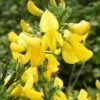 Genêt à Balais - Cytisus Scoparius Vanesse 1 Genêt à Balais - Cytisus Scoparius Vanesse -Naturelle Boutique Cytisus scoparius Vanesse 100095 1