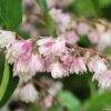 Deutzia Scabra Codsall Pink - Deutzie 2 Deutzia Scabra Codsall Pink - Deutzie -Naturelle Boutique DEUTZIA 781605 1