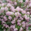 Deutzia Hybride Mont Rose - Deutzie 2 Deutzia Hybride Mont Rose - Deutzie -Naturelle Boutique DEUTZIA HYBRIDA MONT ROSE 781601 1