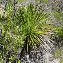 Dasylirion Lucidum - Sotol Brillant