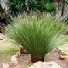 Dasylirion Serratifolium - Dasylire, Sotol -Naturelle Boutique Dasylirion serratifolium 89891 1
