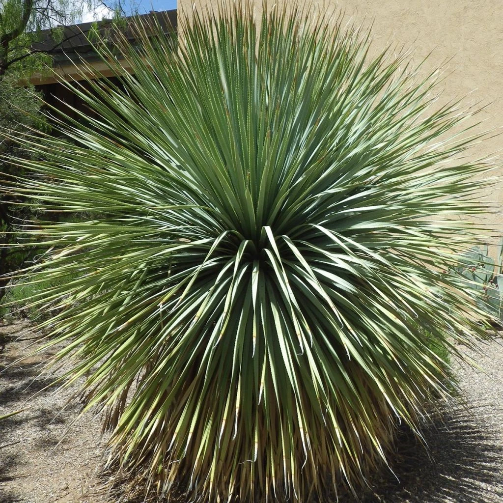 Dasylirion Wheeleri 3 Dasylirion Wheeleri