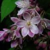 Deutzia Perle Rose - Deutzie 2 Deutzia Perle Rose - Deutzie -Naturelle Boutique Deutzia Perle Rose 7819 1