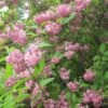 Deutzia Hybrida Strawberry Fields - Deutzie -Naturelle Boutique Deutzia Strawberry Fields 781602 1